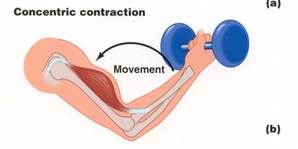 단축성 운동 (Concentric contraction)
